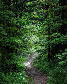 Forest trail in michigan