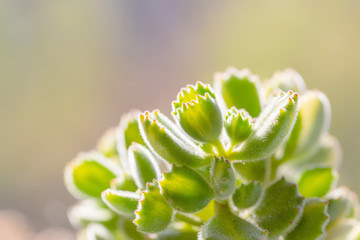 Green succulent macro close-up，Cotyledon ladismithiensis var iegata