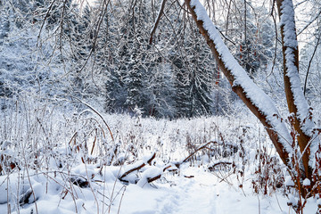 Snow covered trees in a winter forest