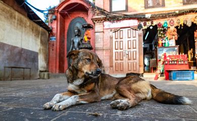 Brown stray dog sleeping at Swayambhunath Stupa on a winter evening