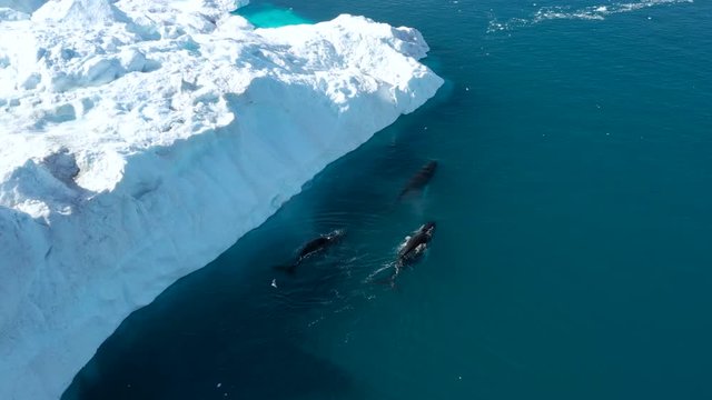 Whale breaching by icebergs in arctic nature with ice in icefjord landscape. Humpback whale. Aerial video with wildlife, ice and iceberg from Ilulissat, Greenland.
