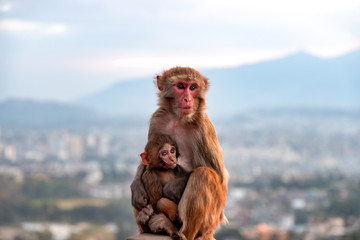Mother monkey breastfeeding baby monkey at Swayambhunath Stupa in Kathmandu, Nepal