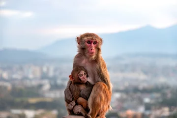 Poster Mother monkey breastfeeding baby monkey at Swayambhunath Stupa in Kathmandu, Nepal © asiraj
