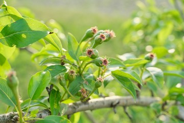 Fototapeta na wymiar Pear fruit on the tree, spring season beginning of summer in the garden