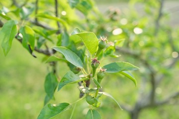 Pear fruit on the tree, spring season beginning of summer in the garden