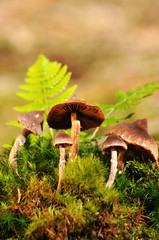 Duftender Gürtelfuß