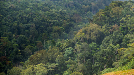 Close up various kind of tree