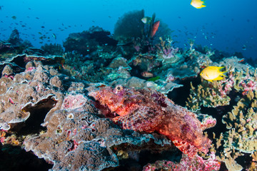 Fototapeta na wymiar Well hidden Scorpionfish on a tropical coral reef in the Similan Islands