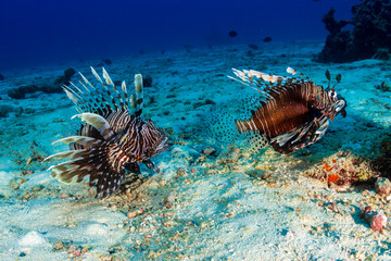 Common Lionfish on a tropical coral reef (Similan Islands)