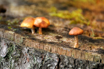 Pilze auf Baumstumpf