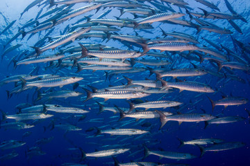 Barracuda in a blue, tropical ocean