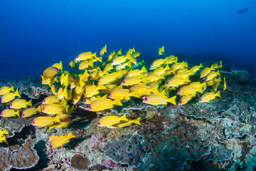 Fototapeta na wymiar Blue-Stripe Snapper on a tropical coral reef in Thailand's Similan Islands