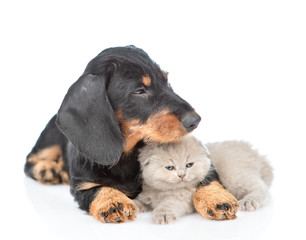Dark dachshund puppy hugs tiny gray kitten and looks away. Isolated on white background