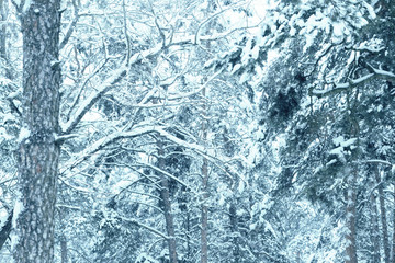 Dense snow covered trees in a winter forest. Natural background