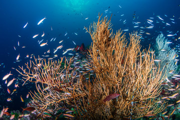 Fototapeta na wymiar Colorful tropical fish on a healthy coral reef in Thailand