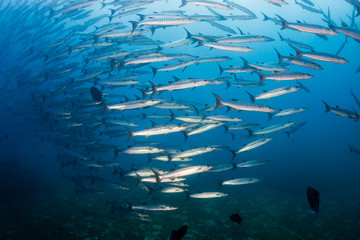 Fototapeta na wymiar School of Chevron Barracuda in the ocean (Similan Islands)