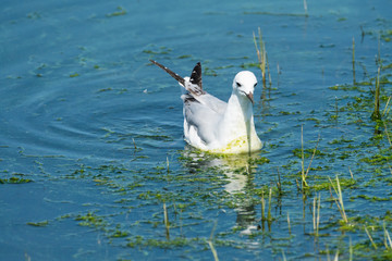 seagull floating in Cyanobacteria