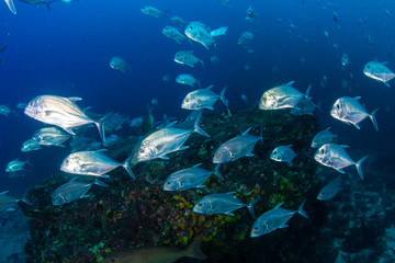 Fototapeta na wymiar School of Jacks on a tropical coral reef (Richelieu Rock, Thailand)