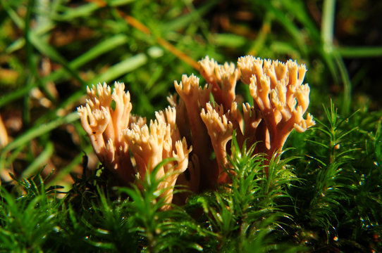 Korallenpilz