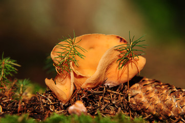 Gemeiner Orangebecherling