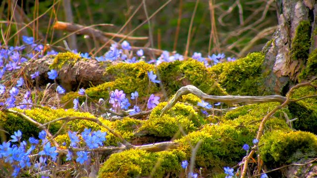 Flowering Liverwort, Hepatica nobilis during spring in Sweden