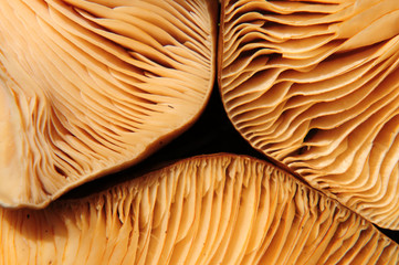 Pilzlamellen © lichtreflexe