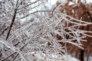 Branches of trees covered with a dense crust of ice