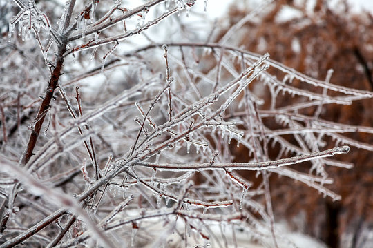 Branches of trees covered with a dense crust of ice