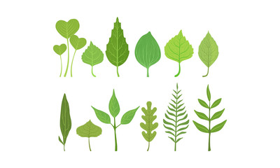 Green Leaves Vector Set. Organic Plant Elements
