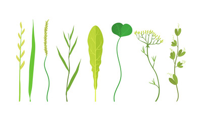 Green Leaves Vector Set. Organic Plant Elements