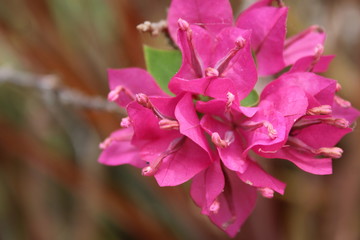 Pink flowers