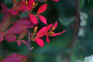 Obraz premium Autumn color