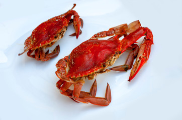 Sea food - boiled red crab on a white background