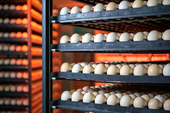 egg plant factory poultry farm stack hatchery