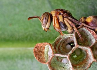 Macro Photo of Wasp on The Nest with Eggs on Green Leaf