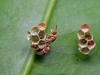 Macro Photo of Wasp on The Nest with Eggs on Green Leaf