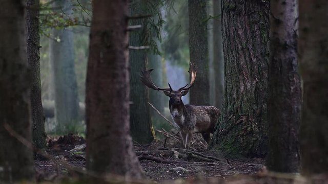 Fallow buck standing in the forest and look, mating time, autumn, (dama dama), germany 