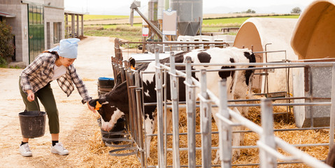 Woman farmer feeds and cleans up the cows on the farm