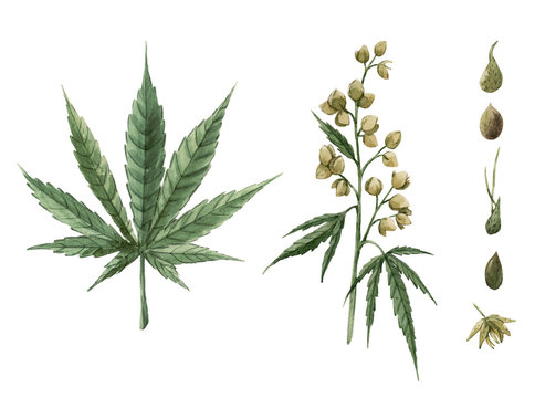 Beautiful watercolor medical marijuana illustration. Natural therapeutic drug.