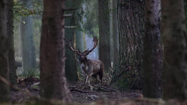 Fallow buck is calling in the forest, mating time, autumn, (dama dama), germany 