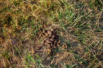 horse poop on the grass