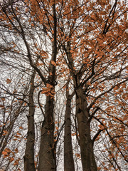 autumn trees sky nature contryside 