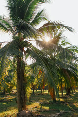 Fototapeta na wymiar Field of coconut palm trees