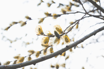 Blooming willow branch. Beautiful pussy-willow flowers. Selective focus.