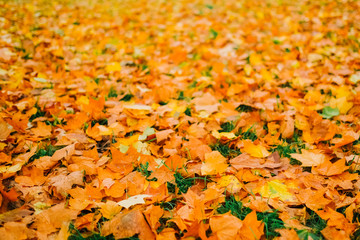 Bright colorful autumn leaves background