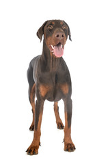 doberman pinscher in studio