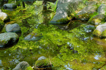春の池に水面に映り込む新緑