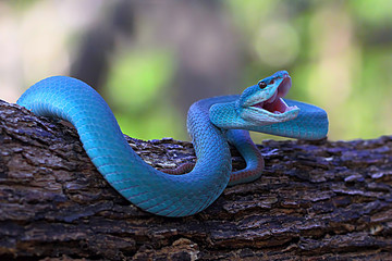 blue insularis pit viper snake, trimeresurus albolabris, venomous snake