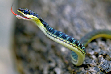 the pictus snakes is already attack