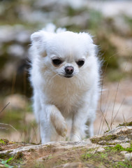 chihuahua in nature